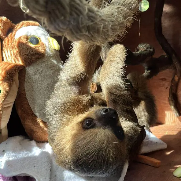 Avião Solidário transporta preguiça-real do Amazonas para o Paraná