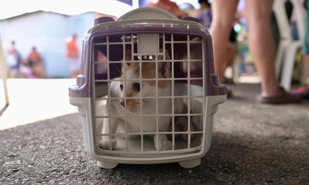 Unidade móvel realiza castração gratuita no bairro Colônia Terra Nova