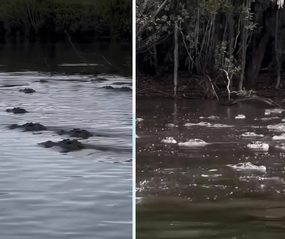 Registro em vídeo de pescador rodeado por centenas de jacarés gigantes em região isolada da floresta amazônica