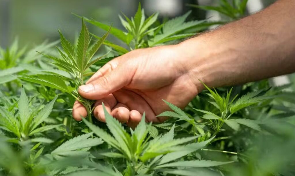 Anvisa avalia normas para o cultivo de maconha no Brasil
