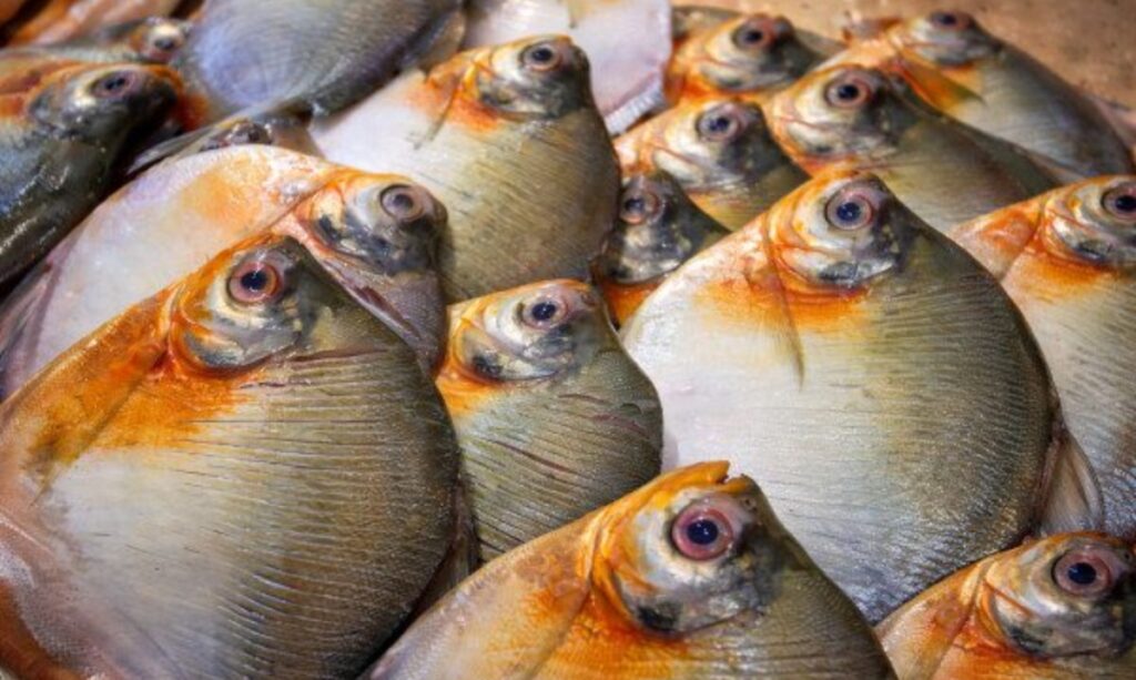 Após casos de Doença de Haff, FVS intensifica monitoramento do consumo de peixe.