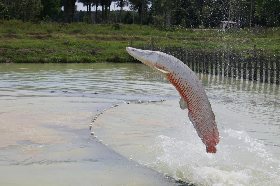 Descubra o motivo pelo qual os pirarucus presenteados a Lula se tornaram um dilema na Granja do Torto.