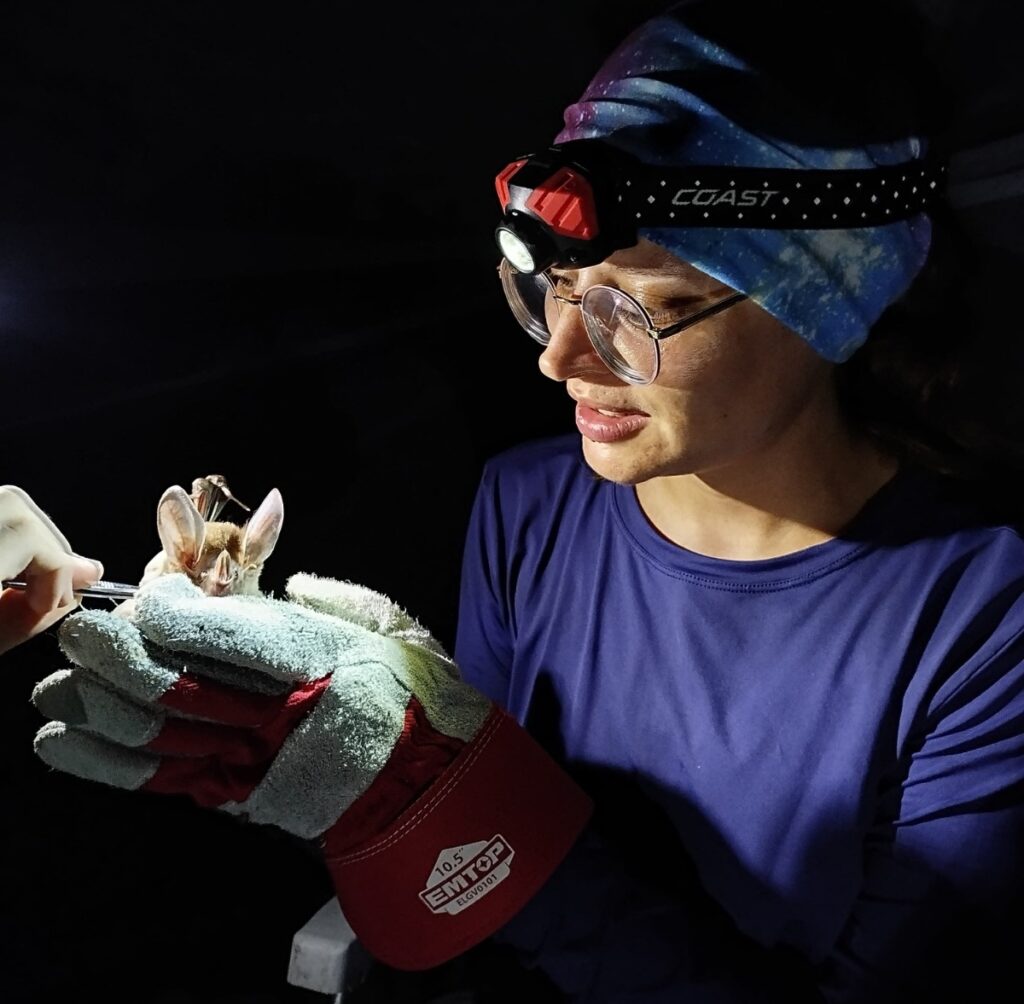 Estudo aponta que educação em saúde e iluminação podem diminuir ataques de morcegos-vampiros e casos de raiva na região amazônica