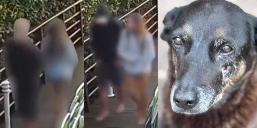 Autoridades policiais revelam identidade do responsável pela morte do cachorro Orelha após conclusão das investigações