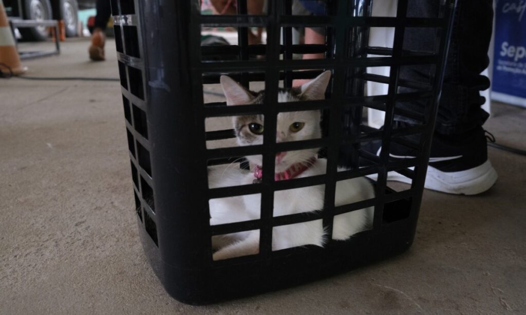 Castração gratuita disponível para 300 pets na Cidade de Deus