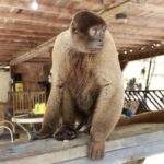 Resgate emocionante: macaco-barrigudo em perigo é salvo pelo Ipaam em sítio na BR-174, Manaus