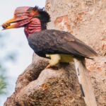 Calau-de-capacete: uma joia da natureza à beira da extinção!